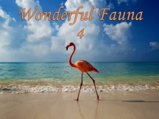 Uzasna zvirata - Wonderful Fauna (Judith) 4