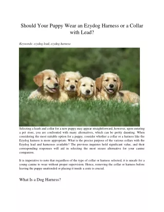 Should Your Puppy Wear an Ezydog Harness or a Collar with Lead