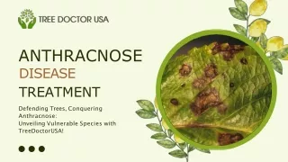 Identify Anthracnose-Susceptible Tree Species with Tree Doctor USA