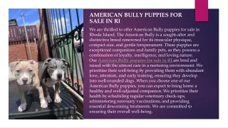 American bully puppies for sale in RI