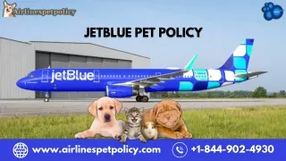 Flying with Furry Friends JetBlue Pet Policy Explained.