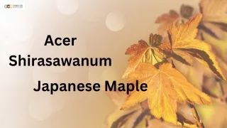 Discover the Beauty of Acer Shirasawanum - A Comprehensive Guide