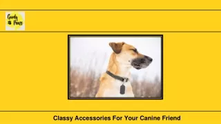 Classy Accessories For Your Canine Friend