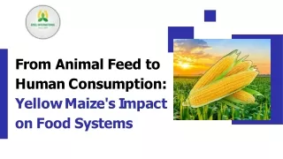 From Animal Feed to Human Consumption YellowMaize's Impact on Food Systems