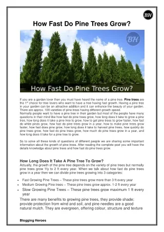 How Fast Do Pine Trees Grow