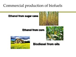 Commercial production of biofuels