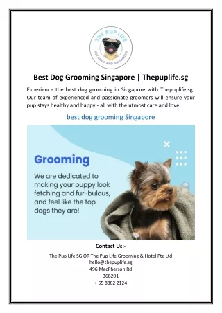 Best Dog Grooming Singapore Thepuplife.sg