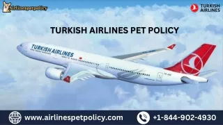 What is Turkish Airlines Pet Policy?