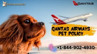 Qantas Airways Pet Policy
