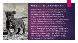 American bully pups near me