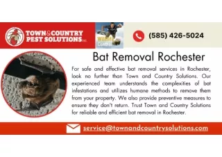 Bat Removal Rochester