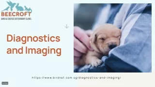 Diagnostic clinic Pets Singapore - Birdvet Singapore