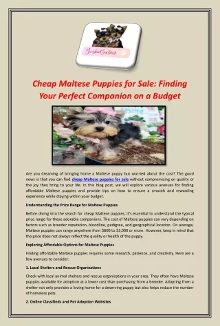 Cheap Maltese Puppies for Sale: Finding Your Perfect Companion on a Budget