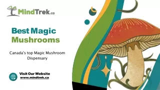 Best Magic Mushrooms