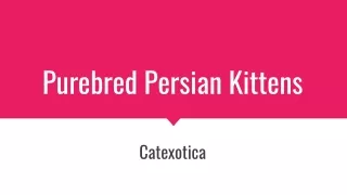 Purebred Persian Kittens