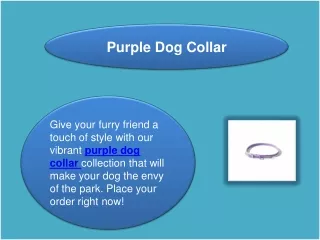 Purple Dog Collar