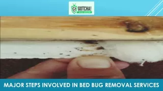 Major Steps Involved in Bed Bug Removal Services