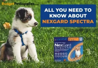 All You Need To Know About NexGard Spectra