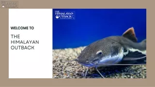 World of Rarest Fish Species with Himalayan Outback