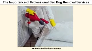 The Importance of Professional Bed Bug Removal Services