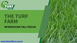 Tall Fescue-The Turf Farm