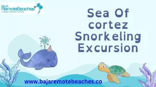 Sea Of Cortez Snorkeling Excursion