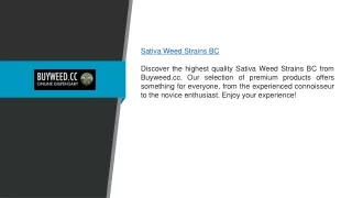 Sativa Weed Strains Bc | Buyweed.cc