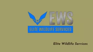 Raccoon Removal Houston - Elite Wildlife Services