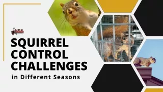 Squirrel Control Challenges in Different Seasons