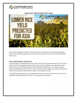 Lower Rice Yield Predicted For Asia