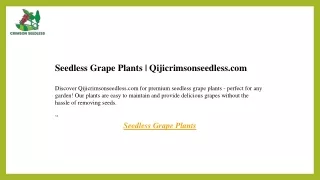 Seedless Grape Plants  Qijicrimsonseedless.com