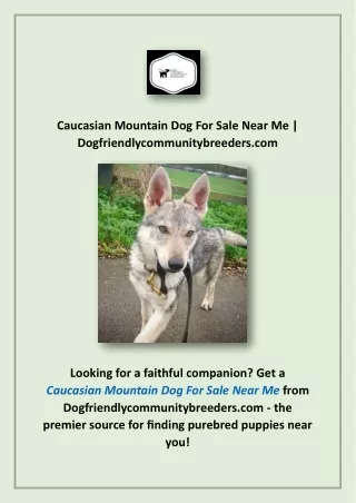 Caucasian Mountain Dog For Sale Near Me | Dogfriendlycommunitybreeders.com