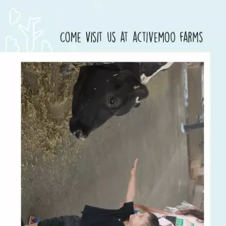 Active Moo Farmms