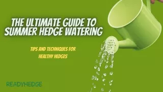 The Ultimate Guide to Summer Hedge Watering Tips and Techniques for Healthy Hedges