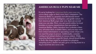 American bully pups near me.