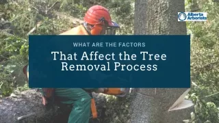 What are the Factors That Affect the Tree Removal Process