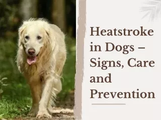 Heatstroke in Dogs – Signs, Care and Prevention