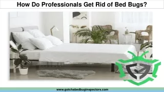 How Do Professionals Get Rid of Bed Bugs