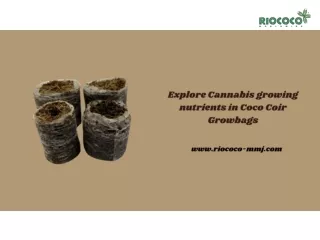 Explore Cannabis growing nutrients in Coco Coir Growbags