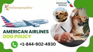 American Airlines Dog Policy