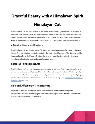 Graceful Beauty with a Himalayan Spirit Himalayan Cat