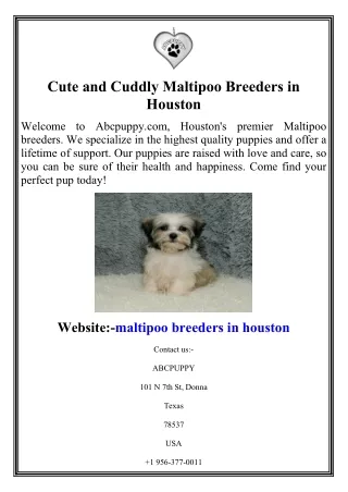 Cute and Cuddly Maltipoo Breeders in Houston