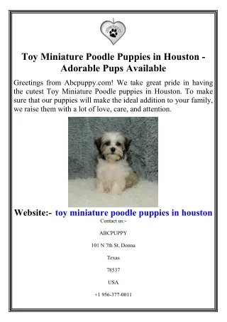 Toy Miniature Poodle Puppies in Houston - Adorable Pups Available