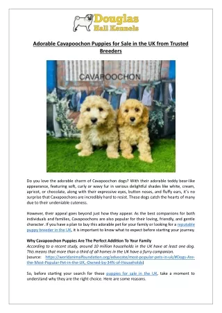 Adorable Cavapoochon Puppies for Sale in the UK from Trusted Breeders