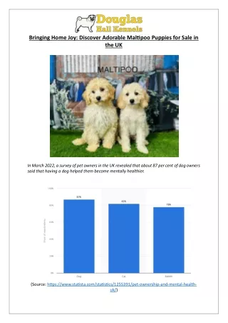 Bringing Home Joy: Discover Adorable Maltipoo Puppies for Sale in the UK