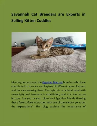 Savannah Cat Breeders are experts in selling Kitten Cuddles