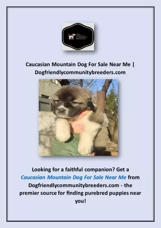 Caucasian Mountain Dog For Sale Near Me | Dogfriendlycommunitybreeders.com