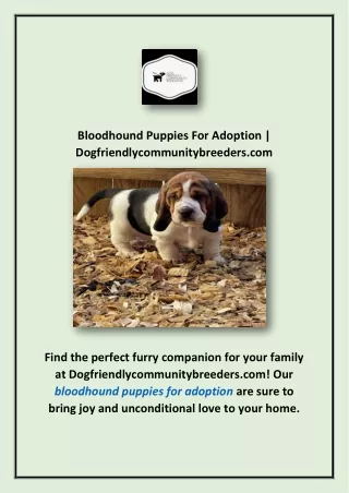 Bloodhound Puppies For AdoptionBloodhound Puppies For Adoption | Dogfriendlycomm