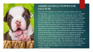 American bully puppies for sale in RI