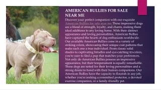 American bullies for sale near me